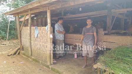 Lokasi peternak Sapi di Kabupaten Sumenep (Dok Foto  : Surah)