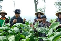 Ritual wiwit mbako dilakukan di ladang di wilayah Desa Tempelsari, Kecamatan Tretep, dengan pemetikan perdana sebanyak 13 lembar daun tembakau oleh Bupati HM Al Khadziq didampingi sesepuh desa Urip Siswanto (64) (Dok Foto HMS)