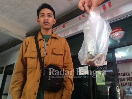 Anak ular cobra yang berhasil di tangkap oleh staf Rusunawa Lumajang (IST)