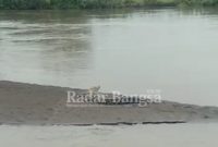 Penampakan Buaya di Sungai Bondoyudo, Tepatnya di Dusun Meleman Desa Wotgalih.