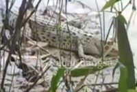 Nampak terlihat buaya yang muncul di tepi Bengawan Solo (IST)