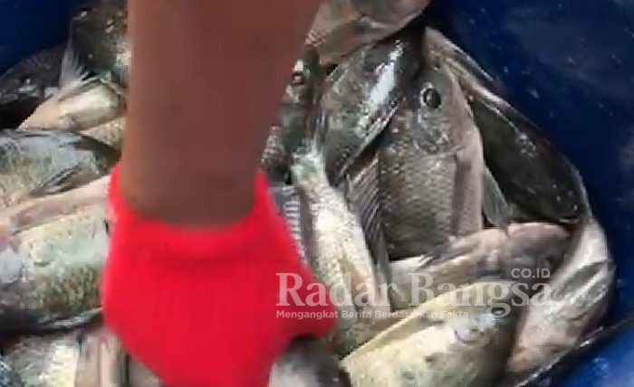 Ket Foto : Ria Hafidatul Ilmiah, Saat Menjualin Pembeli, di Rowosumo, Dusun Darungan, Desa Wonokerto Kecamatan Tekung, Sabtu Sore (31/12/2022). (Dok Foto Riyaman RadarBangsa.co.id)