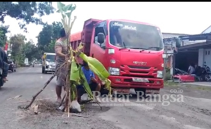 Jalan Nasional di Desa Tempeh tengah ditumbuhi pohon pisang, Minggu (22/1/2023). (Dok Riyaman/RB)