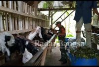 Babinsa Tegalbangsri, Sertu Mujahidin, ketika melakukan komsos dengan peternak kambing di warga binaan nya, di Dusun Timur Curah RT 011 Rw 003 Desa Tegalbangsri Kecamatan Ranuyoso, (5/1/2023). (Dok Foto Pendim 0821, For Riyaman/RB)