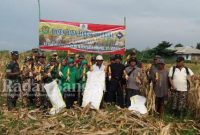 Photo bersama pada saat panen raya jagung hybrida di wilayah Koramil 0608 - 17/Cidaun. (Dok photo RadarBangsa.co.id/AE Nasution)