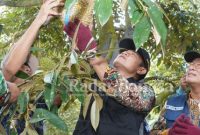  Bupati Lamongan Yuhronur Efendi bersama Wakil Buapati Lamongan Drs. KH. Abdul Rouf, Mag saat melakukan petik buah durian,  di kebun durian Sugihan. (Dok Pemkab Lamongan for RadarBangsa.co.id)