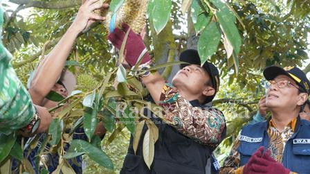  Bupati Lamongan Yuhronur Efendi bersama Wakil Buapati Lamongan Drs. KH. Abdul Rouf, Mag saat melakukan petik buah durian,  di kebun durian Sugihan. (Dok Pemkab Lamongan for RadarBangsa.co.id)