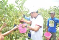 Bupati  Lamongan Yuhronur Efendisaat memetik langsung buah jambu kristal yang siap dipanen di Kebun Awangan, Minggu (5/3) (Dok foto for RadarBangsa.co.id)