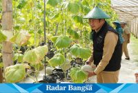 Bupati Lamongan Yuhronur Efendi saat melakukan panen sekaligus penanaman melon organik, Selasa (23/5) di green house Kis Fruit Desa Medalem Kecamatan Modo.
