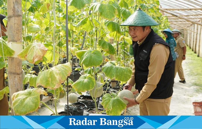 Bupati Lamongan Yuhronur Efendi saat melakukan panen sekaligus penanaman melon organik, Selasa (23/5) di green house Kis Fruit Desa Medalem Kecamatan Modo.
