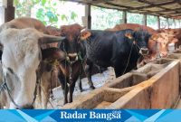 Stok hewan qurban di Lamongan