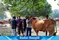  Pedagang Sapi saat menawar di pasar hewan patok Lumajang Jawa Timur, Jum'at (16/6/2023). (Dok foto Riaman)