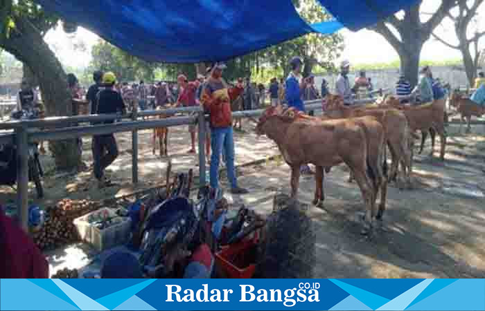  Suasana di pasar hewan patok Krai Lumajang. (Dok Riyaman/Radarbangsa.co.id)