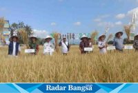 Dinas Pertanian dan Ketahanan Pangan (DPKP) Kabupaten Bondowoso menggelar panen dan expo kegiatan Demo Farm di Desa Tangsil, Bondowoso, Rabu (5 Juli 2023). (Foto). Sukri.