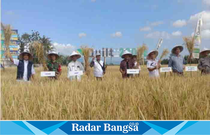 Dinas Pertanian dan Ketahanan Pangan (DPKP) Kabupaten Bondowoso menggelar panen dan expo kegiatan Demo Farm di Desa Tangsil, Bondowoso, Rabu (5 Juli 2023). (Foto). Sukri.