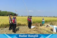 Jajaran Personil Polres Pringsewu saat memberikan himbauan kepada masyarakat khususnya petani paska panen. (Dok.Hms for Darmawan/Radar Bangsa)