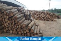 Sentra pengumpulan log balsa milik saudagar kayu log balsa Syofyan wilayah Cianjur Selatan dengan alamat Ciwidik, desa Kertajadi, kecamatan Cidaun, kabupaten Cianjur Selatan, provinsi Jawa Barat. (Dok photo RadarBangsa.co.id/AE Nasution)