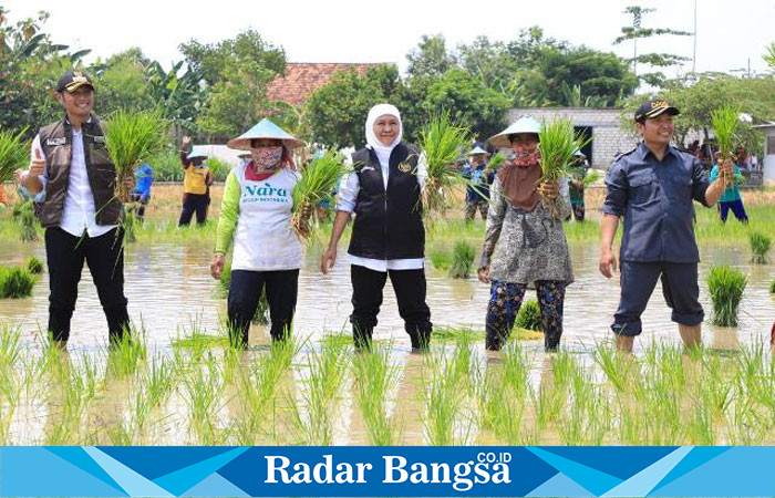 Gubernur Jawa Timur Khofifah Indar Parawansa juga melakukan penanaman padi varietas inpari 32 di Desa Karang Tinoto, Kecamatan Rengel, Kabupaten Tuban, Rabu (1/11)