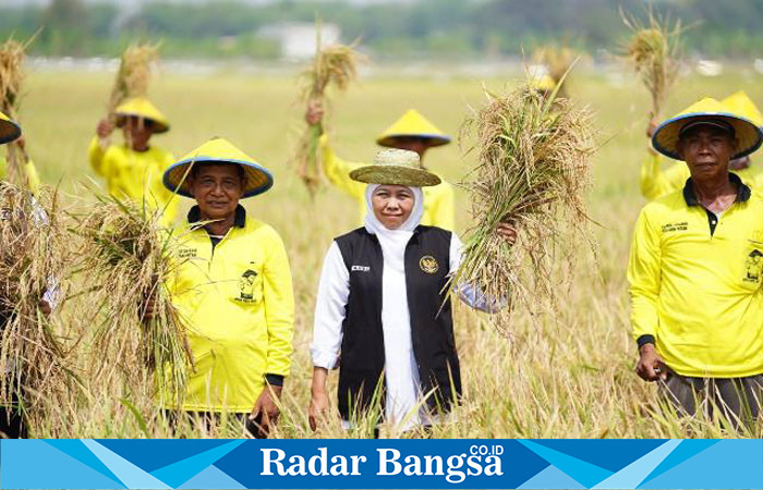 Gubernur Jawa Timur Khofifah Indar Parawansa saat menhadiri panen raya padi  Desa Karangtinoto Kecamatan Rengel, Kabupaten Tuban, Rabu (1/11) (Dok foto hms for RadarBangsa.co.id)