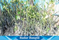 Dua ribu pohon Mangrove