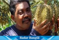 Seorang pecinta Durian montok saat memetik di kebun Durian  (ISt)