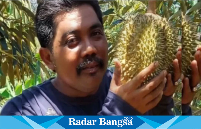 Seorang pecinta Durian montok saat memetik di kebun Durian  (ISt)