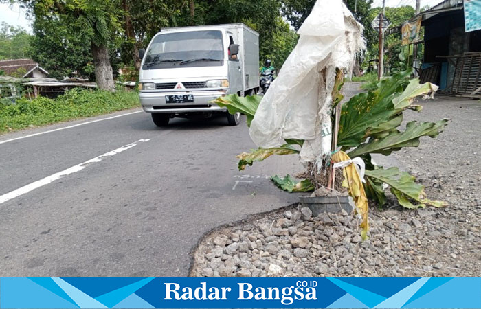 Jalan berlubang di jalan provinsi di Kabupaten Lumajang, Jawa Timur, Kamis (21/3). (Dok Riyaman)