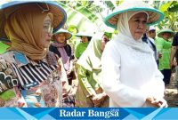 Khofifah Indar Parawansa baju putih, saat diwawancarai awak media seusai panen pisang cavendish bersama petani pisang, di Desa Rojopolo, Kecamatan Jatiroto, Sabtu (23/3). (Dok Riyaman/Radarbangsa.co.id).