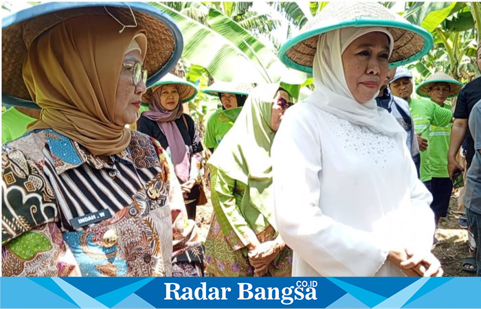 Khofifah Indar Parawansa baju putih, saat diwawancarai awak media seusai panen pisang cavendish bersama petani pisang, di Desa Rojopolo, Kecamatan Jatiroto, Sabtu (23/3). (Dok Riyaman/Radarbangsa.co.id).