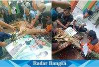 Pemotongan hewan kurban di PCNU Kabupaten Cianjur, Jawa Barat. (Foto: Mamat Mulyadi/Radar Bangsa)