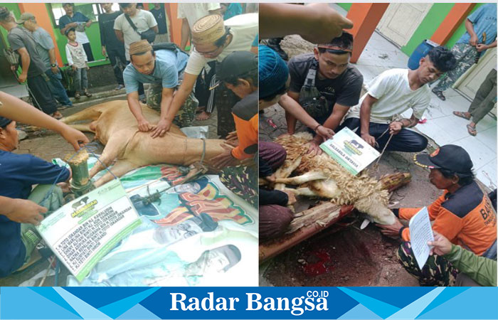 Pemotongan hewan kurban di PCNU Kabupaten Cianjur, Jawa Barat. (Foto: Mamat Mulyadi/Radar Bangsa)