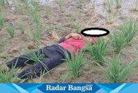 Petani yang kena jebakan tikus tergelatk di tengah sawah (Dok foto Jys)