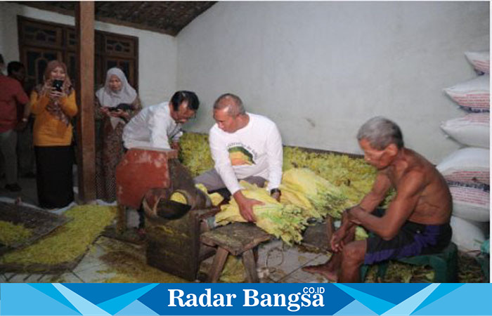 Petani Tembakau saat merajang di rumah