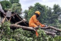 BPBD saat membersihakn beberapa pohon tumbang dan merusak atap (IST)