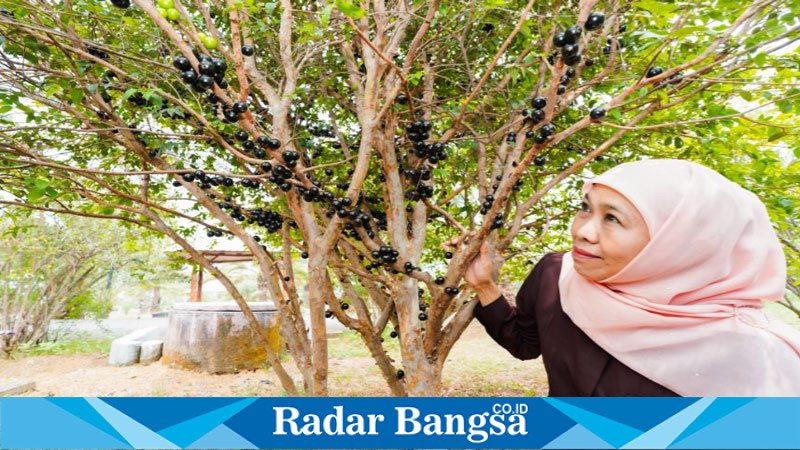 Khofifah Nikmati Pengalaman Petik Kurma dan Anggur Brazil di Kurma Park Pasuruan