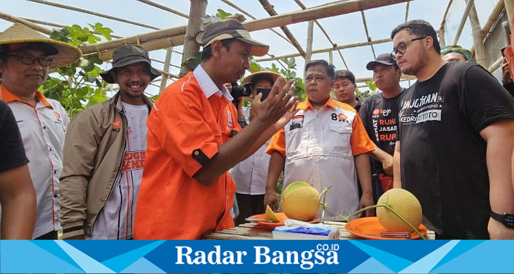 Ketua DPW PKS Jawa Timur, Irwan Setiawan saat panen Buah Melon bersama Mas Dhito (IST)