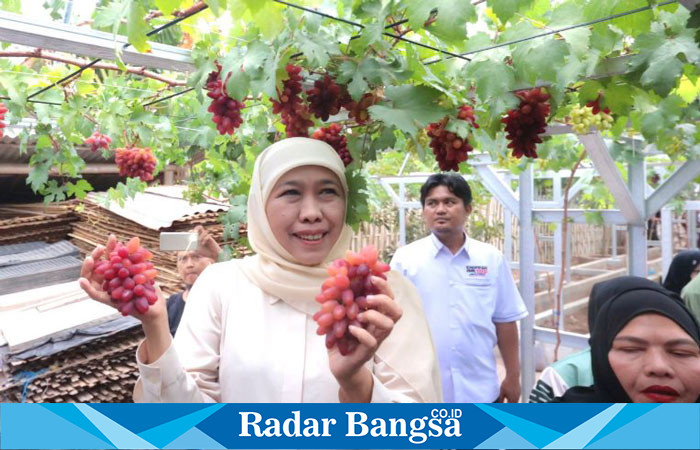 Modal Ringan, Cepat Panen Khofifah Puji Budidaya Anggur Probolinggo