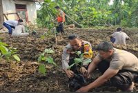 Kapolsek Tikung IPTU Tulus Haryanto, S.E., M.H., bersama anggotanya memanfaatkan lahan di pekarangan belakang Mako Polsek Tikung menanam cabai, tomat, terong, dan brokoli (IST)