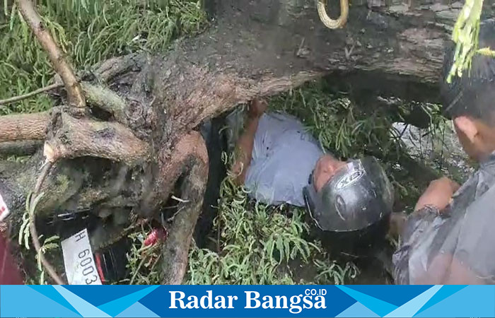 Terlihat korban terjepit Pohan tumbang, di tengah jalan Trompo Kendal(RadarBangsa.co.id/Rob)