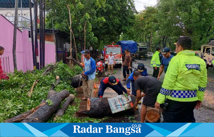 Tim gabungan saat evakuasi pohon tumbang (IST)