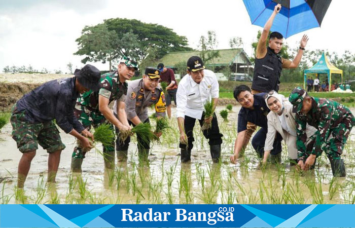 Bupati Lamongan Yuhronur Efendi saat menanam padi  di Lapangan Jotosanur Lamongan (IST)