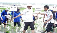 Bupati Lamongan, Yuhronur Efendi, saat mendampingi Direktur Jenderal Tanaman Pangan Kementerian Pertanian Republik Indonesia, Yudi Sastro, dalam kegiatan gerakan tanam percepatan LTT di Desa Kebalanpelang, Kecamatan Babat (ist)