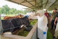 Gubernur Jawa Timur terpilih Khofifah Indar Parawansa meninjau proses vaksinasi dan desinfeksi untuk Pencegahan Penyakit Mulut dan Kuku pada ratusan hewan ternak milik H Misbahul Munir di Desa Cobanjoyo (hms)