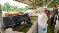 Gubernur Jawa Timur terpilih Khofifah Indar Parawansa meninjau proses vaksinasi dan desinfeksi untuk Pencegahan Penyakit Mulut dan Kuku pada ratusan hewan ternak milik H Misbahul Munir di Desa Cobanjoyo (hms)