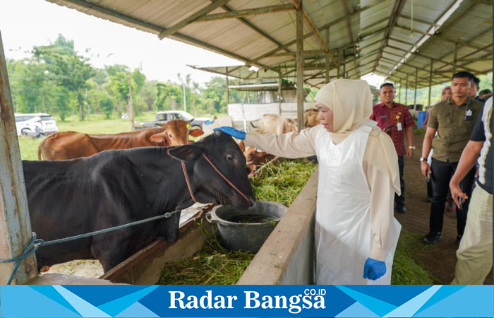 Gubernur Jawa Timur terpilih Khofifah Indar Parawansa meninjau proses vaksinasi dan desinfeksi untuk Pencegahan Penyakit Mulut dan Kuku pada ratusan hewan ternak milik H Misbahul Munir di Desa Cobanjoyo (hms)