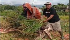 Heru Iswanto atau yang akrab disapa Wanto, saat memanen Padi (Dok RadarBangsa.co.id)