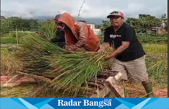 Heru Iswanto atau yang akrab disapa Wanto, saat memanen Padi (Dok RadarBangsa.co.id)