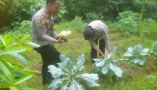 Kapolsek Tikung, IPTU Tulus Haryanto, SE., MH.,  saat memanen sayuran (ist)