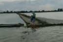 Lahat sawah yang terendam banjir (Dok Joko )