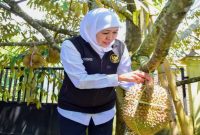 Gubernur Jawa Timur terpilih, Khofifah Indar Parawansa saat memetik buah durian (hms)